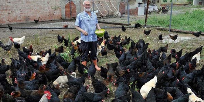 Yediği yumurtaları beğenmeyip tavuk çiftliği kurdu
