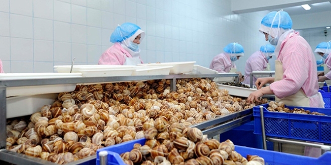 Salyangozun eti de kabuğu da döviz getiriyor