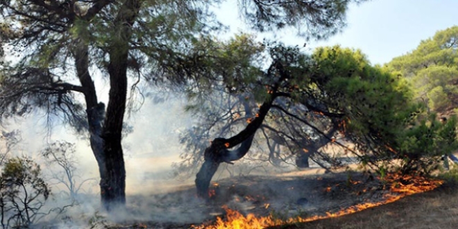 Bodrum'da mangal ateşi yangın çıkardı