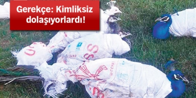 Tavus kuşlarına 'kimlik' gözaltısı