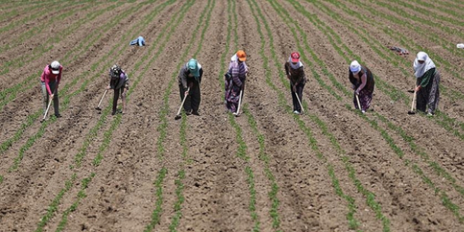 Bakanlıktan kadın çiftçilere 'Pozitif ayrımcılık'