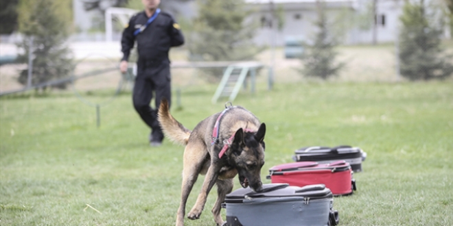 Jandarmanın köpeklerine doğumdan itibaren özel eğitim