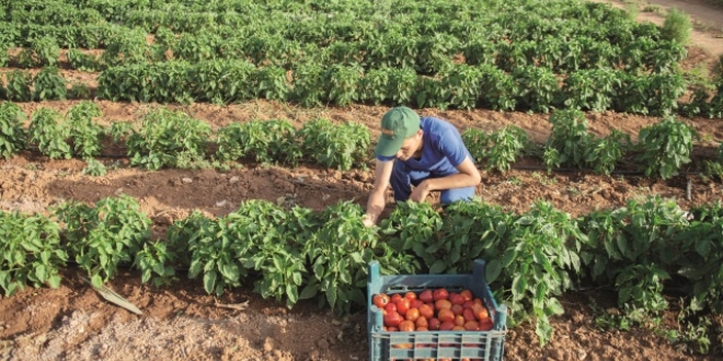 Sigortalı tarlada % 8 artış