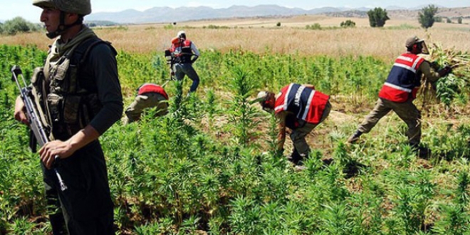 PKK'nın finans kaynağı 'kenevir tarlaları'na operasyon