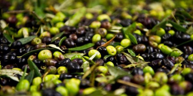 Edremit körfezinde zeytin üretimi arttı
