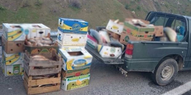 Elazığ'da kaçak avlanan 10 ton sazan balığı imha edildi