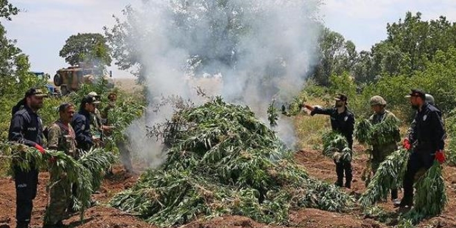TSK: 67 milyon 605 bin kök Hint keneviri imha edildi