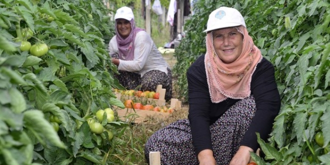 Dekan ve belediye bakanndan rencilere hasat destei