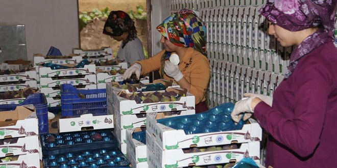 Tarım AŞ'den ilk ihracat Almanya'ya