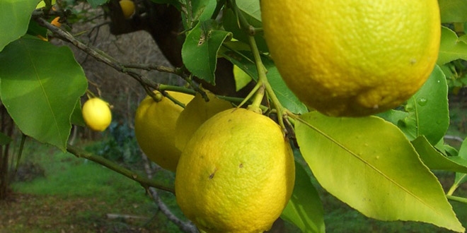 Limonun fiyat 12 liraya kadar kt