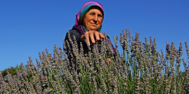 Orman köylüsünün yeni gelir kaynağı lavanta