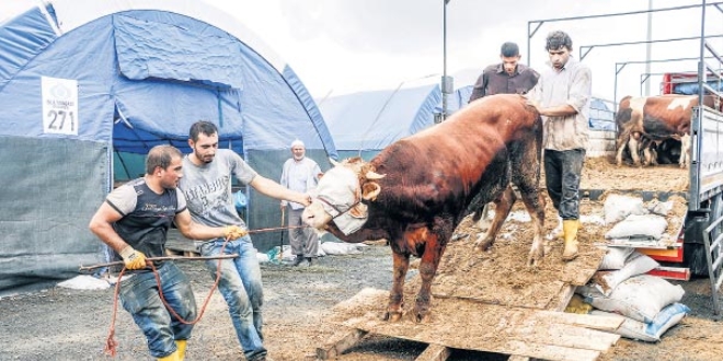 Kurbanlık hareketi başladı