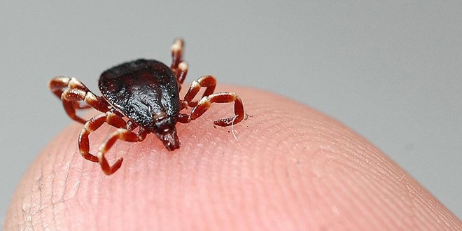 KKKA vakaları ve ölümlerinde düşüş