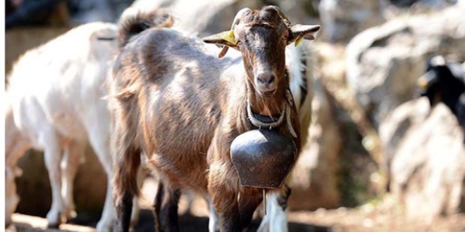Kalp ve damar hastaları için 'keçi ve deve eti' önerisi