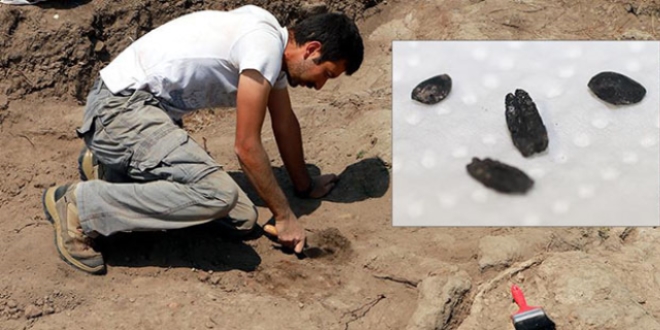 Anadolu'nun en eski tahl rnekleri bulundu