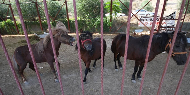 FET'nn kapatlan okulundaki atlara el konuldu