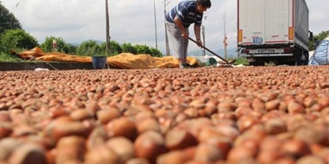 Fındık üreticisine 170 lira destek verilecek