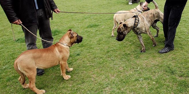 Tehlikeli köpek besleyene 16 bin lira ceza kesildi