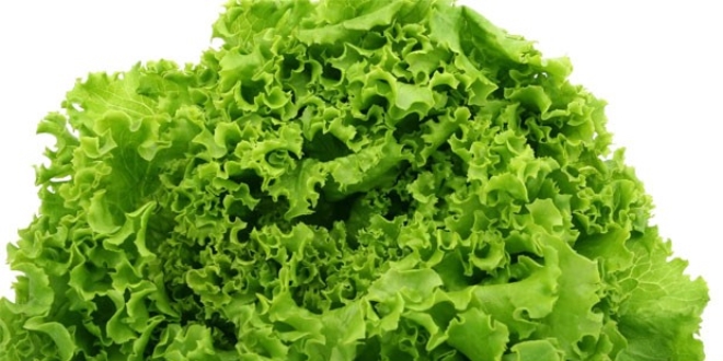 Eylül'de en fazla kıvırcık salatanın fiyatı arttı