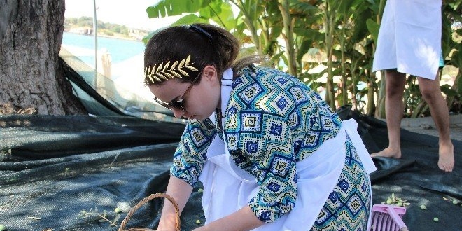 Zeytin ağaçlarının hasadını turistler yaptı