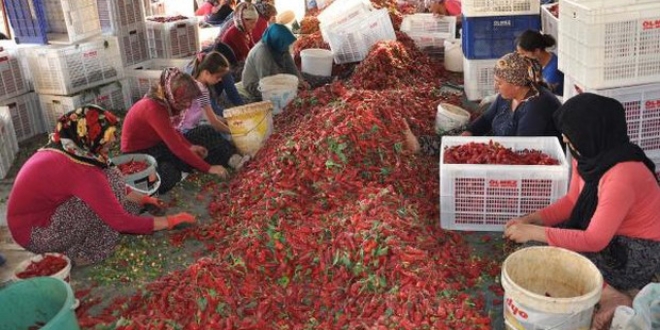 Kırmızı biber 2 bin kişiye istihdam sağladı