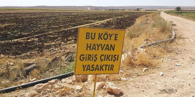 Şanlıurfa Siverek'te kuduz karantinası