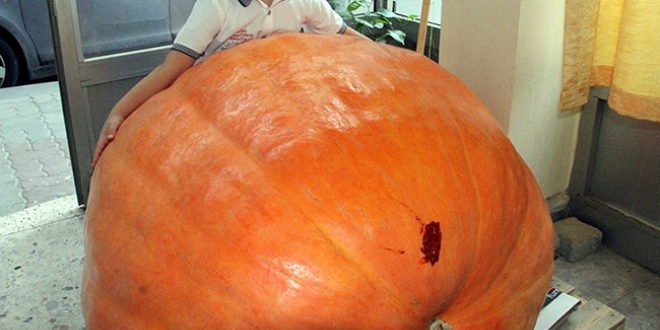 90 kilogramlık bal kabağı yetiştirdi