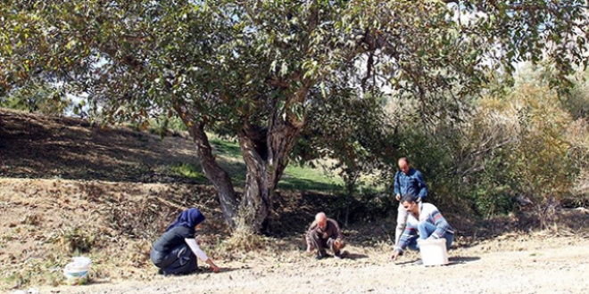 Ceviz ağacı 'korkulu rüyaları' oldu