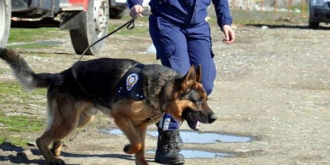 EGM'nin 23 dedektör köpeği göreve hazır