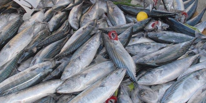Giresun'da palamudun fiyatı 2,5 liraya düştü