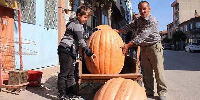 Tarlasnda 105 kilogramlk kabak yetitirdi