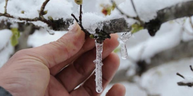 Meteorolojiden zirai don uyarısı