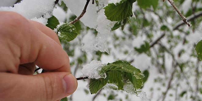 Meteoroloji'den 5 il için zirai don uyarısı