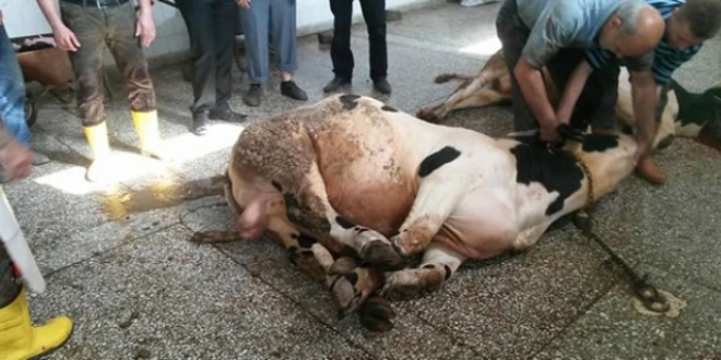 Kurban eti fotoğrafıyla FETÖ'ye para toplamış