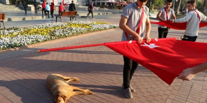 Öğrenci sırası uyuyan sokak hayvanına göre ayarlandı