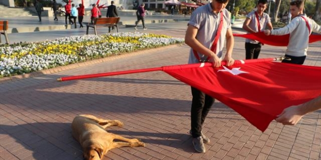 renci sras uyuyan sokak hayvanna gre ayarland