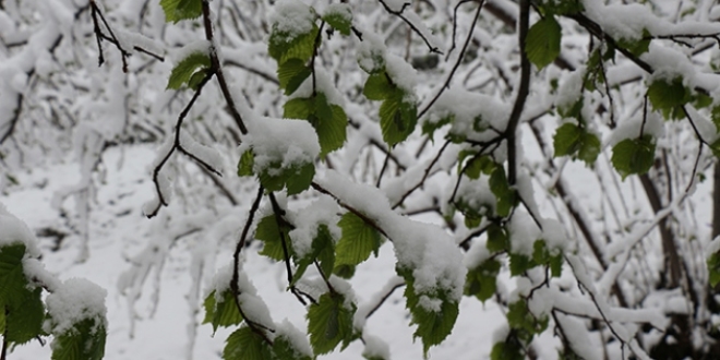 Meteoroloji'den 5 il için zirai don ve buzlanma uyarısı