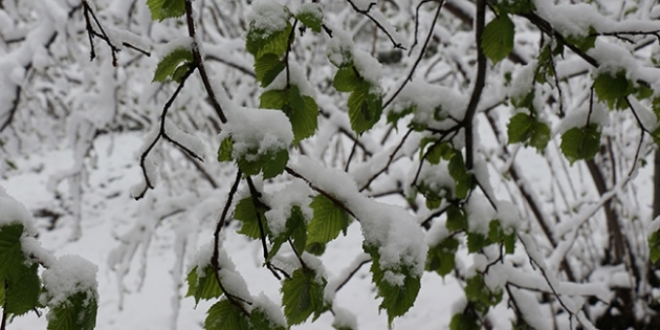 Meteoroloji'den 5 il iin zirai don ve buzlanma uyars