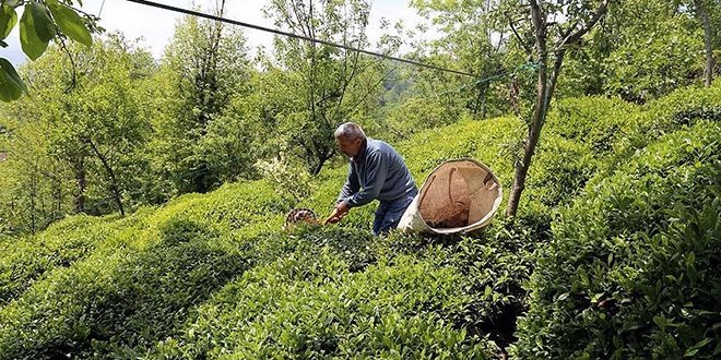 Türk çayı 85 ülkeye satıldı