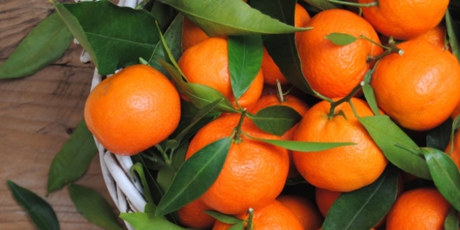 Mersin'de öğrencilere 7 ton mandalina dağıtıldı