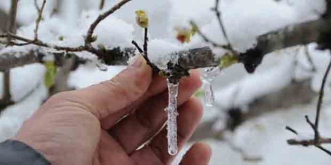 Meteoroloji'den 7 il için zirai don uyarısı
