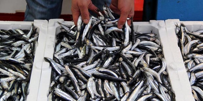 Hamsinin fiyatı bir günde 8 lira arttı