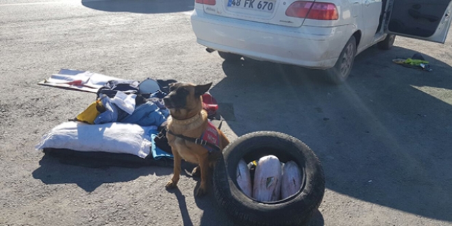 Narkotik köpeği Çıtır'ı acı biber bile yanıltamadı