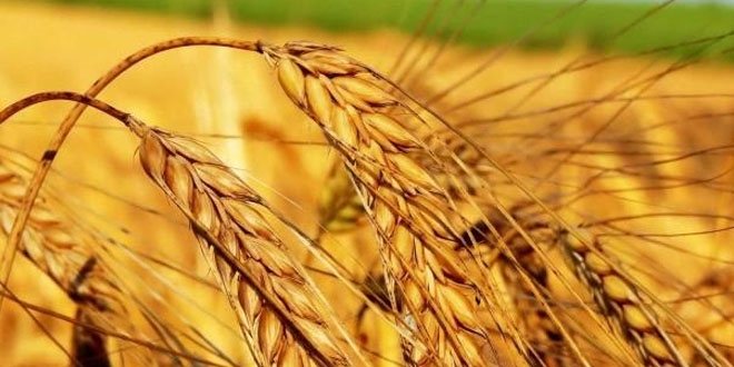Buğday, kuraklık verim sigortası kapsamına alınacak