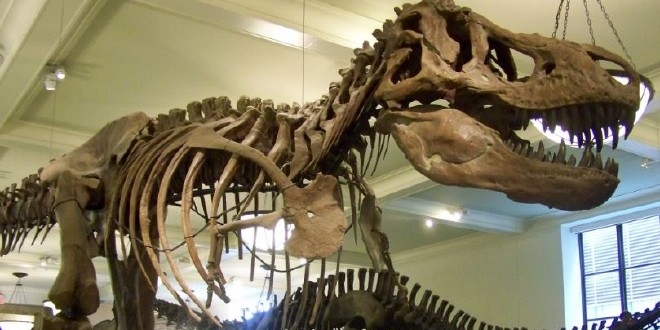 Dinozorların yumurtadan 3 ila 6 ayda çıktığı belirlendi