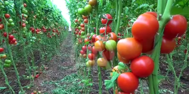 Olumsuz hava koullar domates fiyatn etkiledi