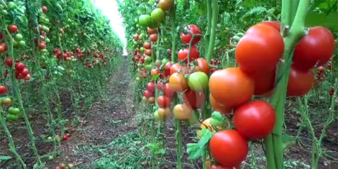 Olumsuz hava koşulları domates fiyatını etkiledi