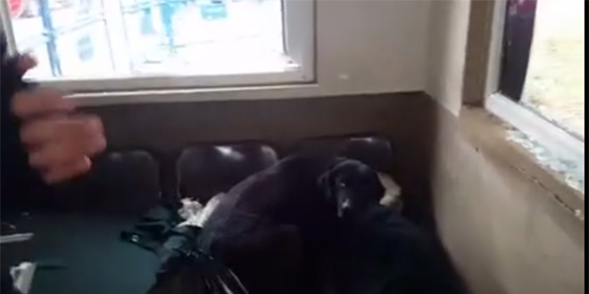 Fethi Sekin'in baktığı köpek istismar edilmesin