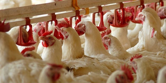 Tavukçulardan çevrecilere 'haksız rekabet' davası