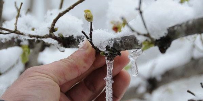 Meteoroloji'den zirai don ve çığ uyarısı